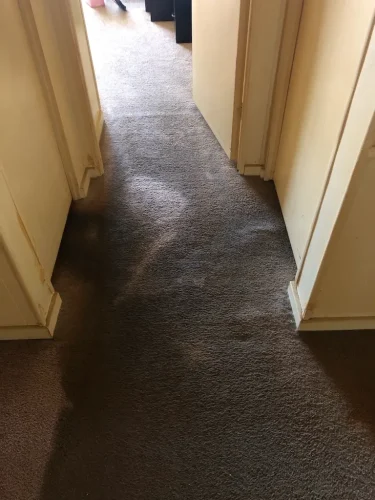 carpet-cleaning-service-auburn-ca-50
